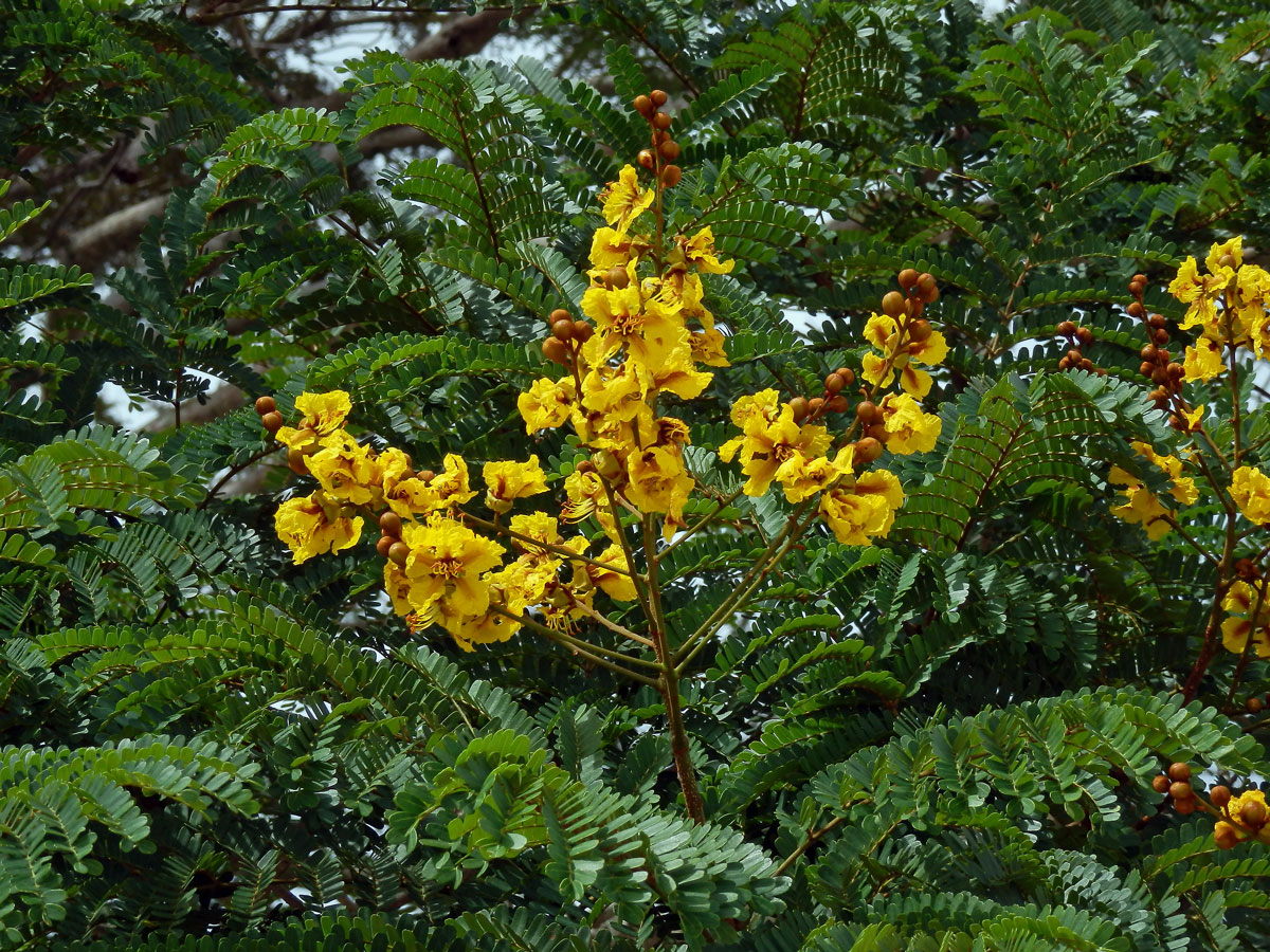 Peltophorum pterocarpum (DC.) K. Heyne