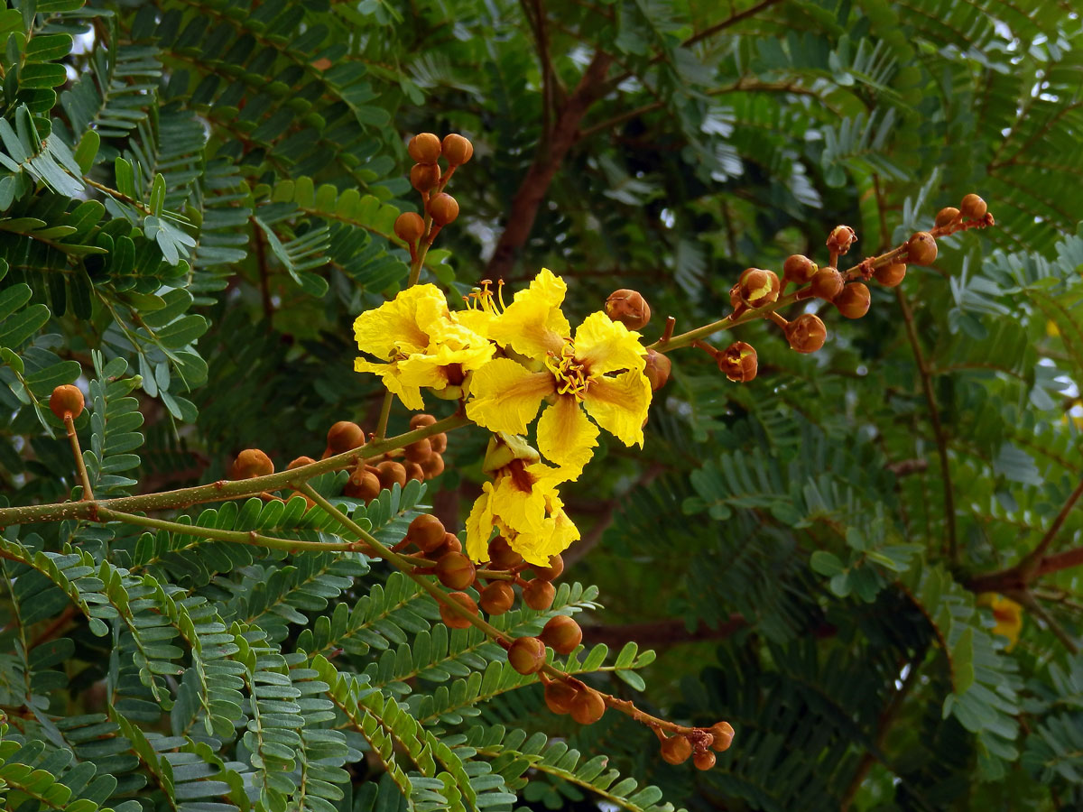 Peltophorum pterocarpum (DC.) K. Heyne