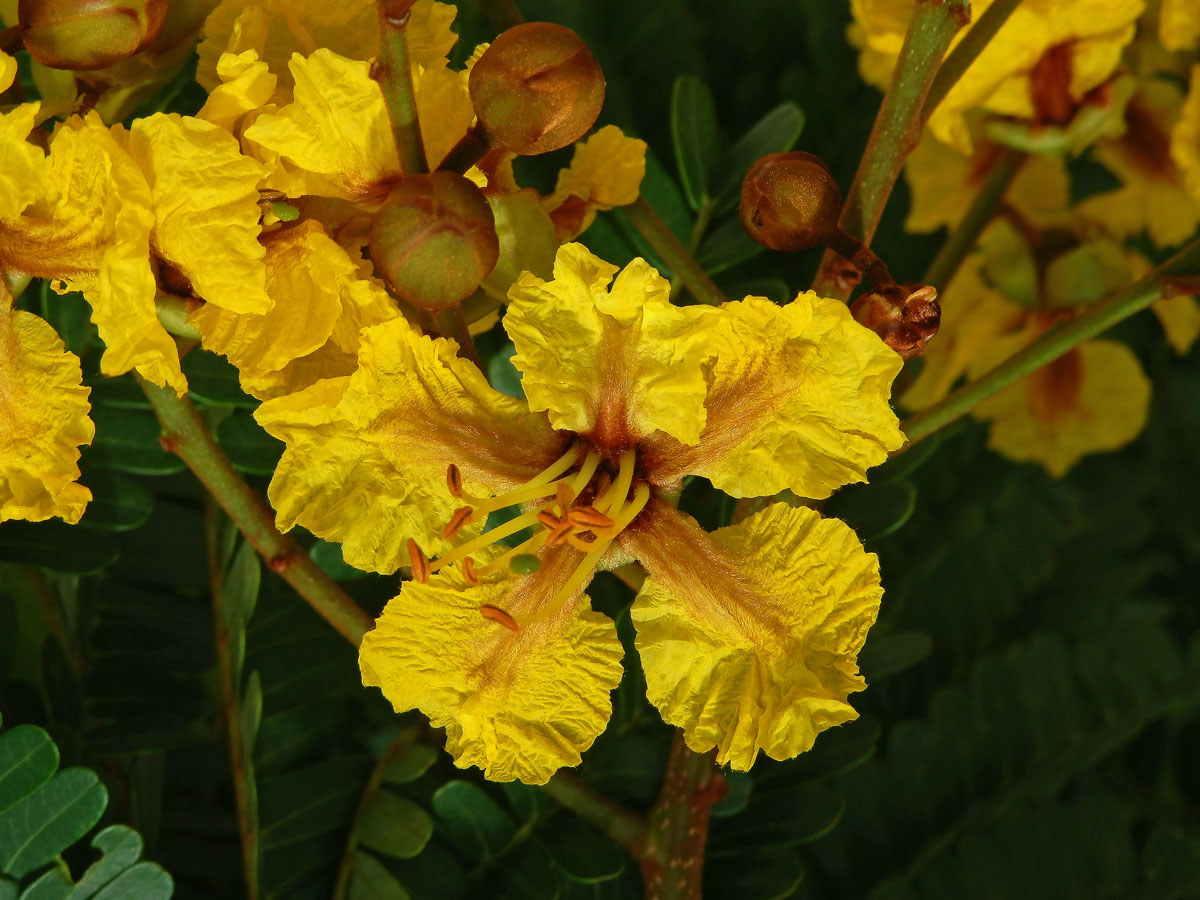 Peltophorum pterocarpum (DC.) K. Heyne