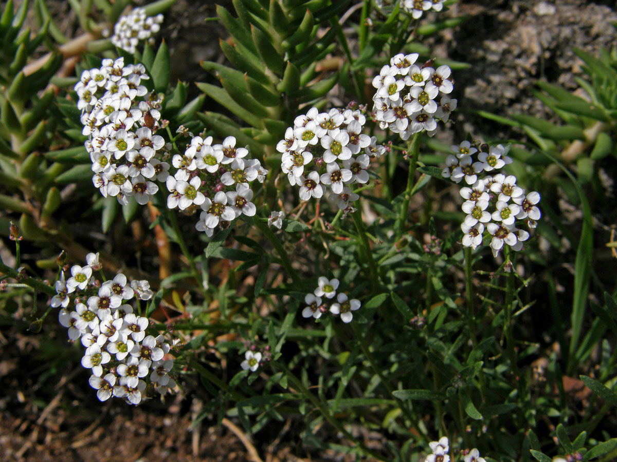 Tařicovka přímořská (Lobularia maritima (L.) Desv.)