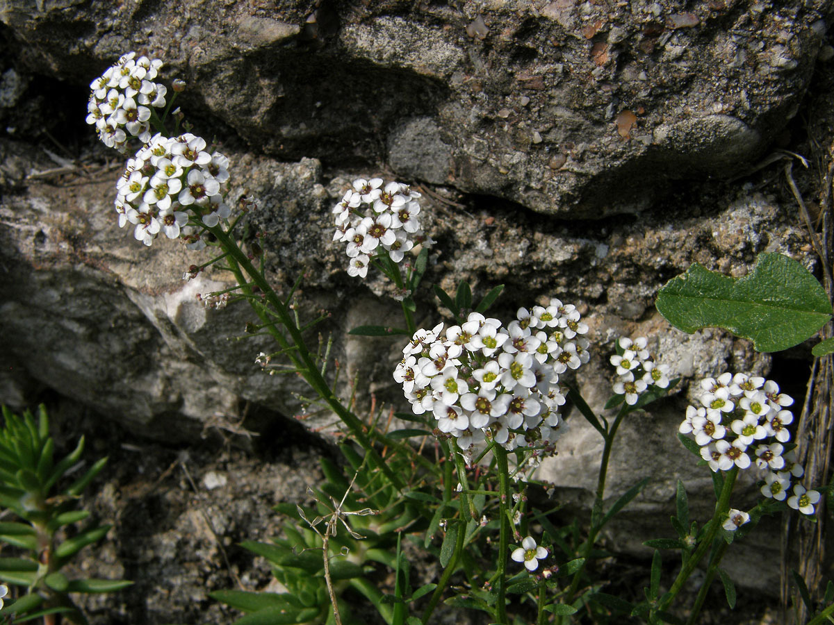 Tařicovka přímořská (Lobularia maritima (L.) Desv.)