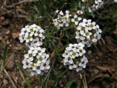 Tařicovka přímořská (Lobularia maritima (L.) Desv.)