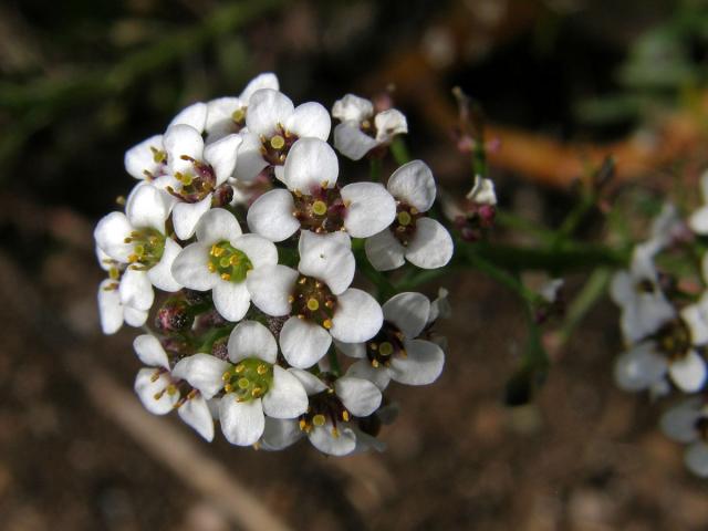 Tařicovka přímořská (Lobularia maritima (L.) Desv.)