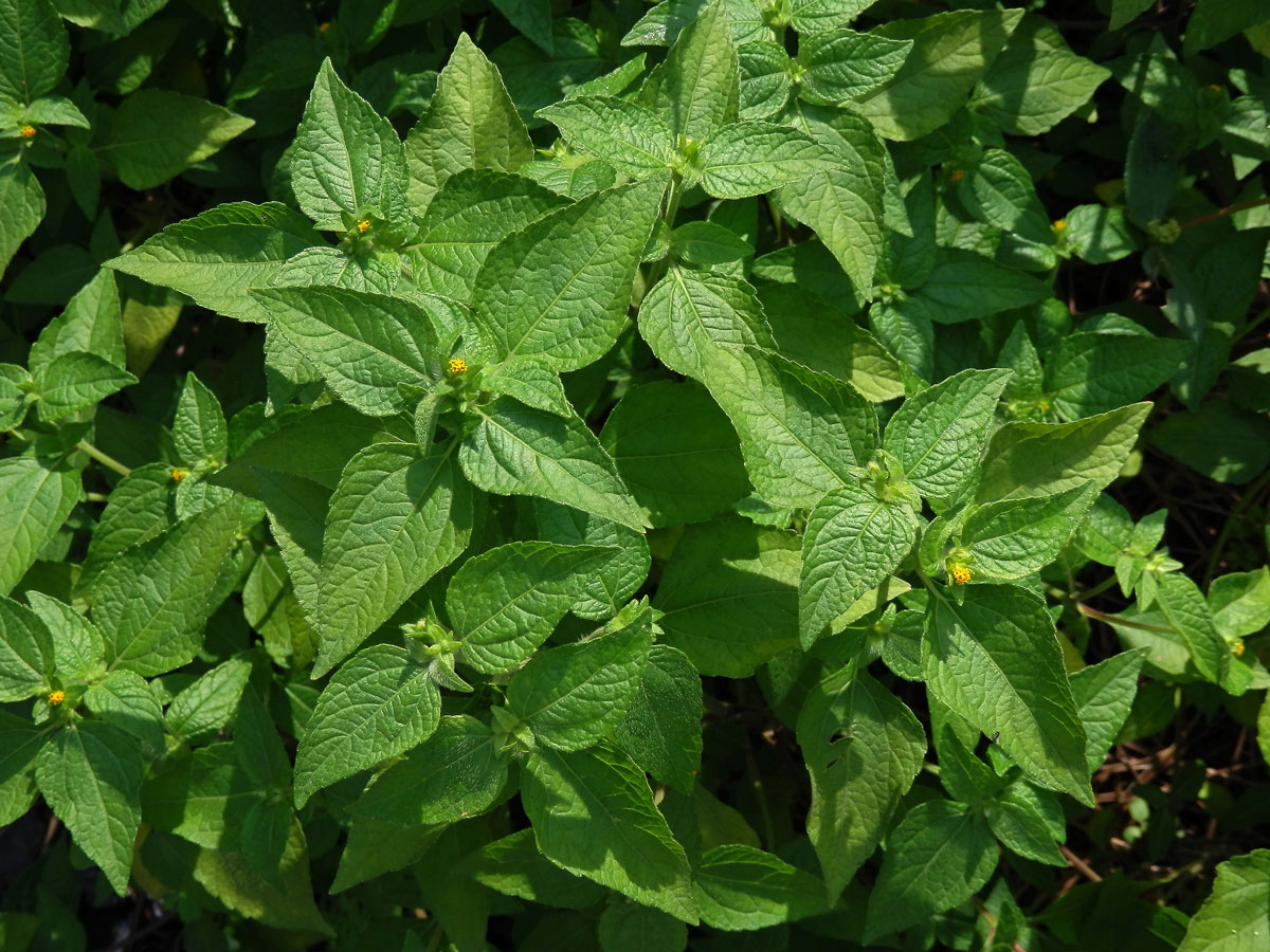 Eleutheranthera ruderalis (Sw.) Sch. Bip.