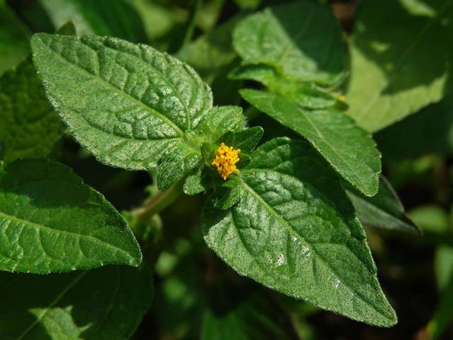 Eleutheranthera ruderalis (Sw.) Sch. Bip.