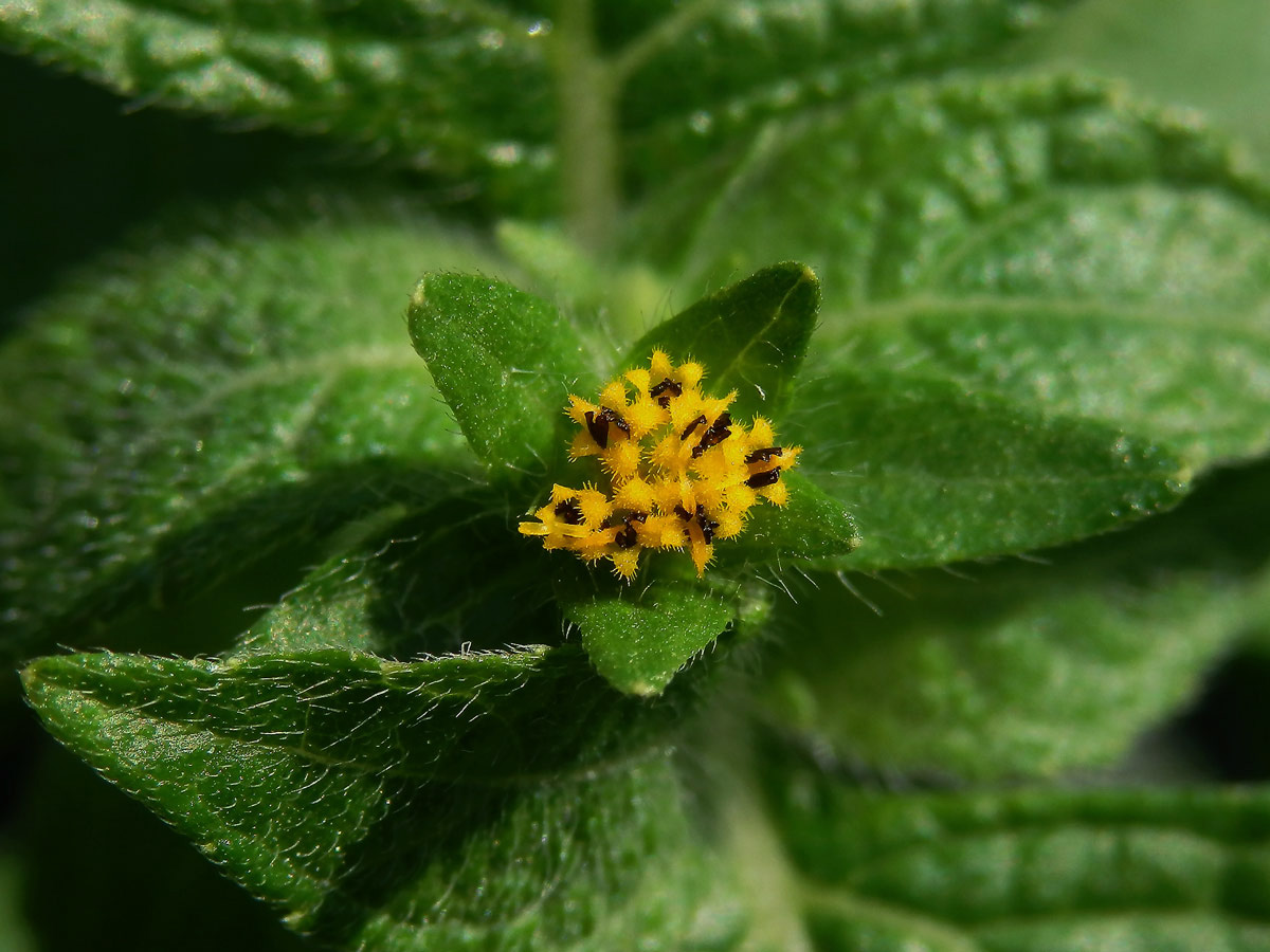 Eleutheranthera ruderalis (Sw.) Sch. Bip.