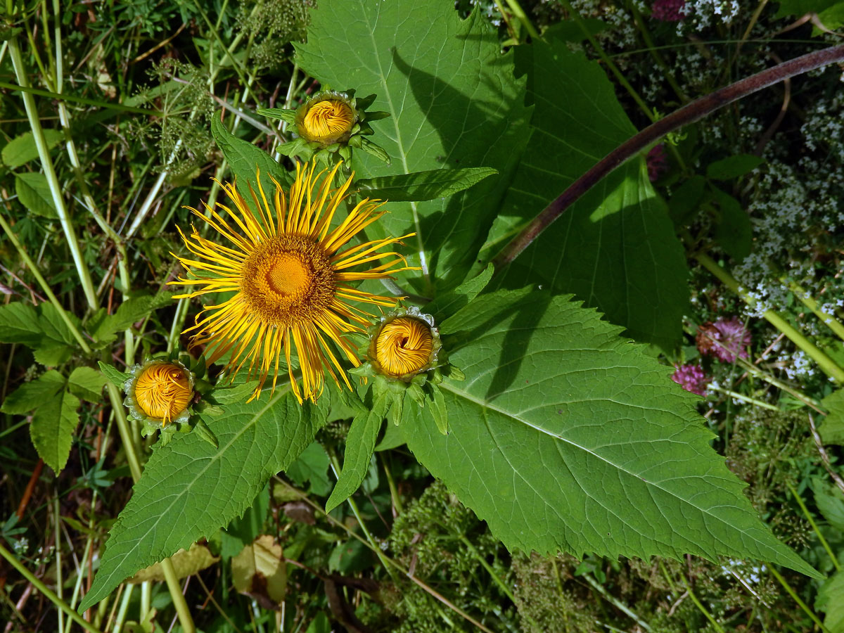 Kolotočník ozdobný (Telekia speciosa (Schreb.) Baumg.)