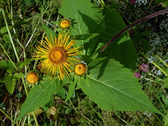 Kolotočník ozdobný (Telekia speciosa (Schreb.) Baumg.)