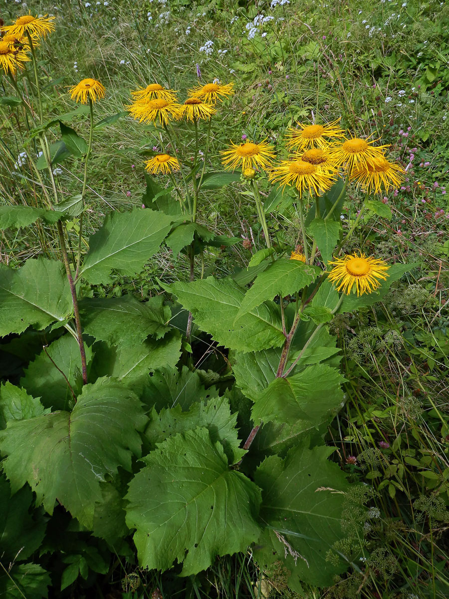 Kolotočník ozdobný (Telekia speciosa (Schreb.) Baumg.)