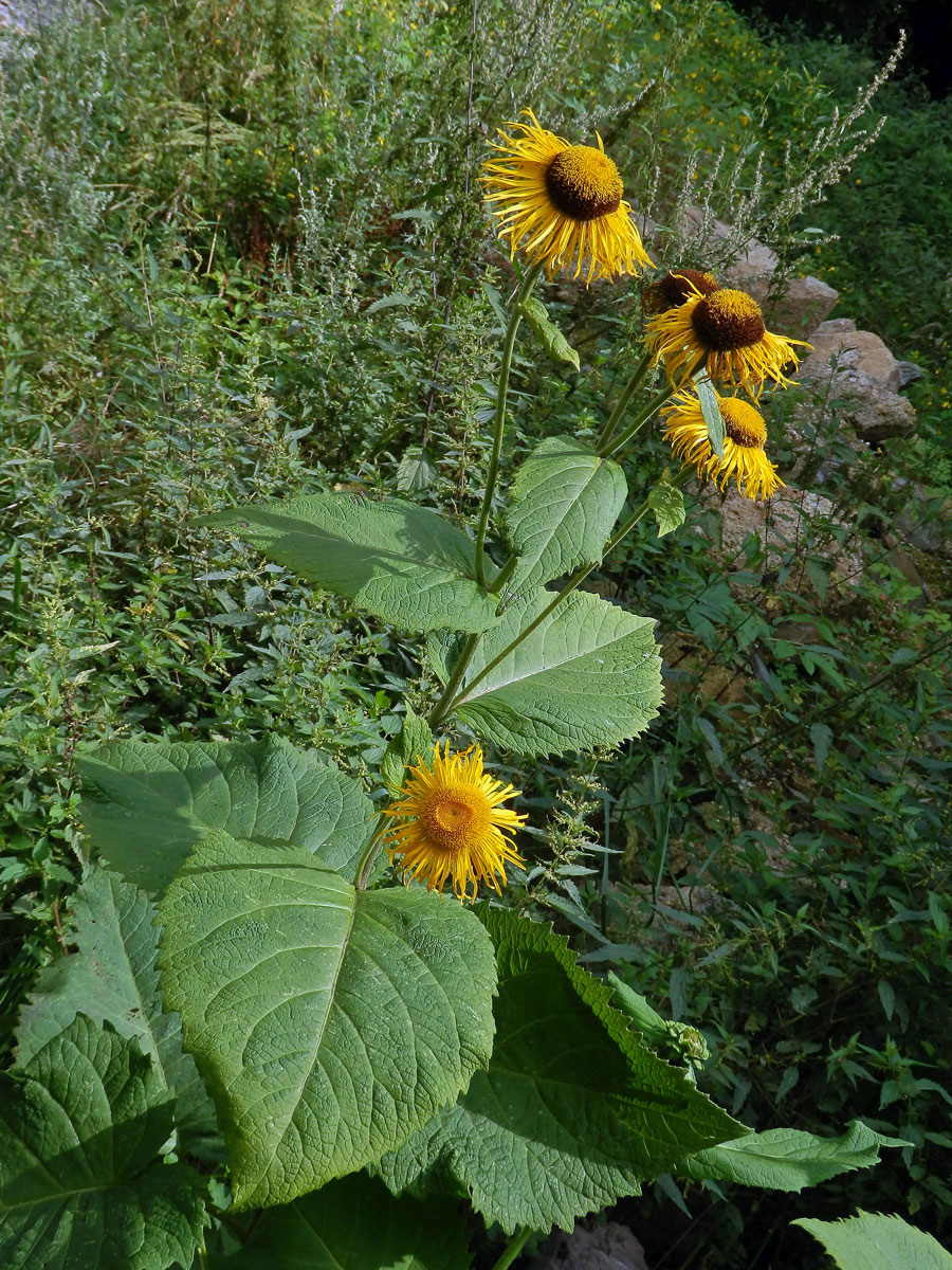 Kolotočník ozdobný (Telekia speciosa (Schreb.) Baumg.)