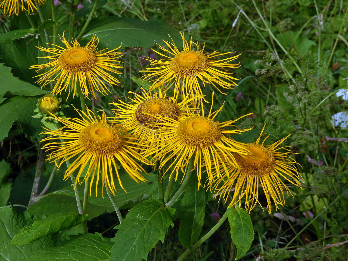 Kolotočník ozdobný (Telekia speciosa (Schreb.) Baumg.)