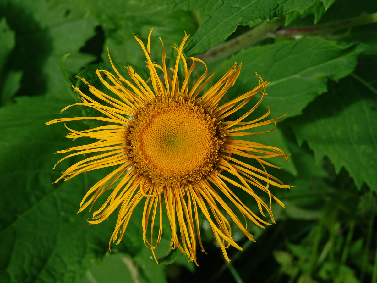 Kolotočník ozdobný (Telekia speciosa (Schreb.) Baumg.)