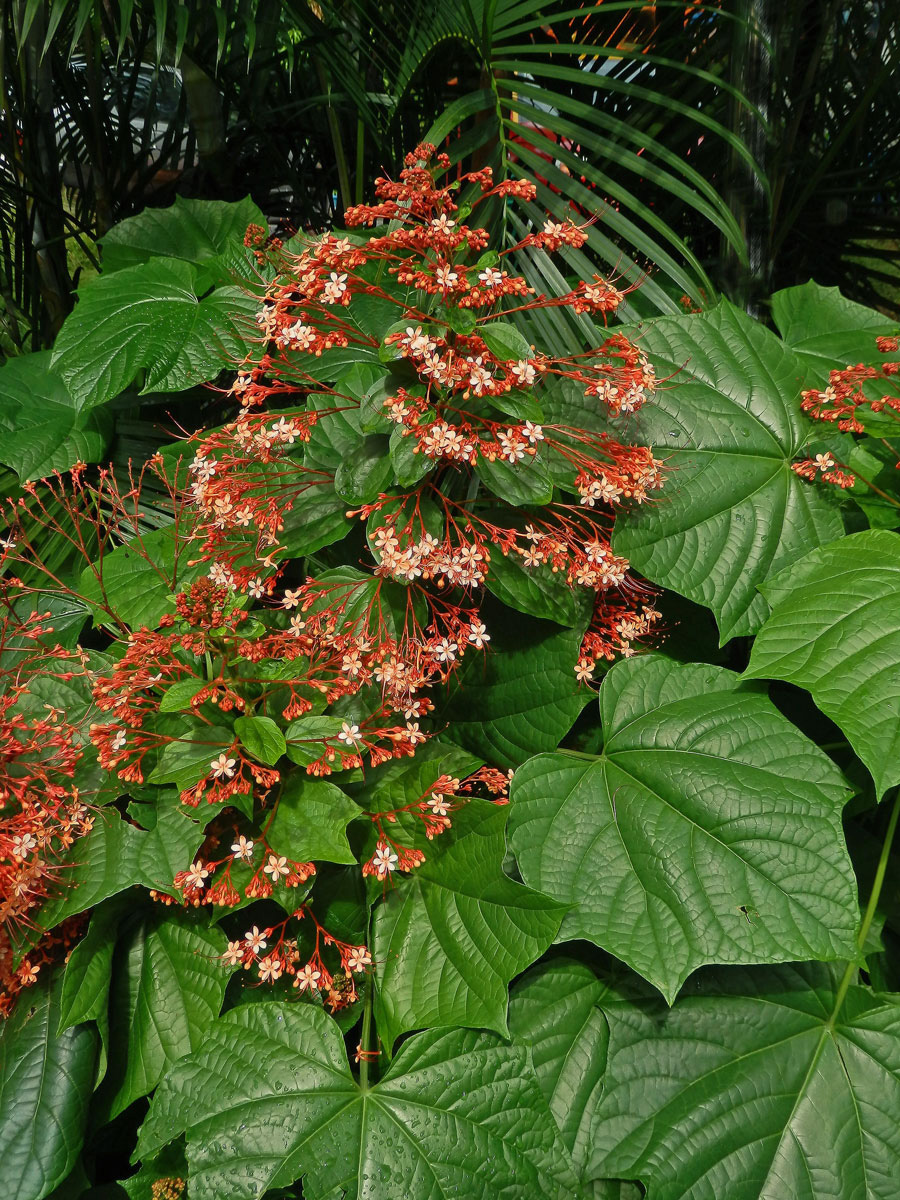 Clerodendrum paniculatum L.