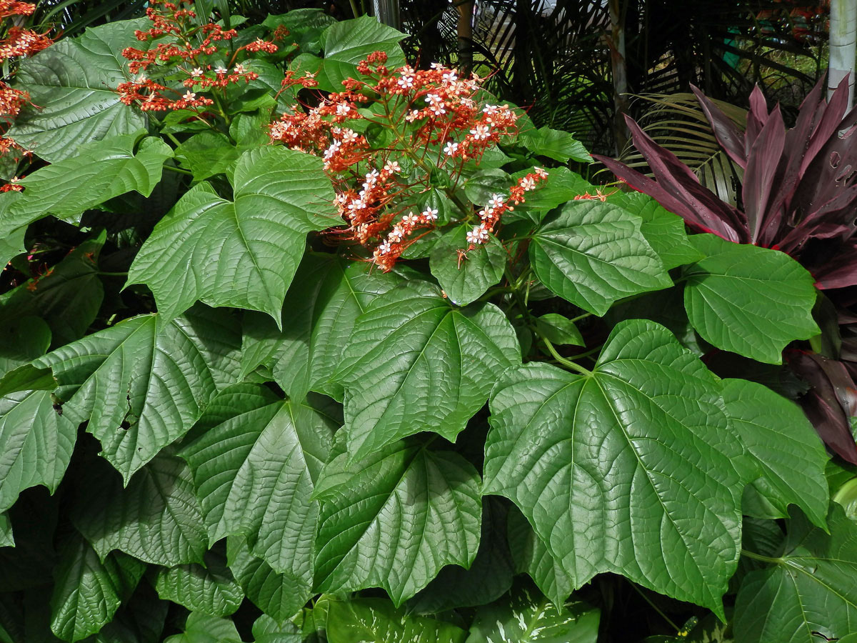 Clerodendrum paniculatum L.