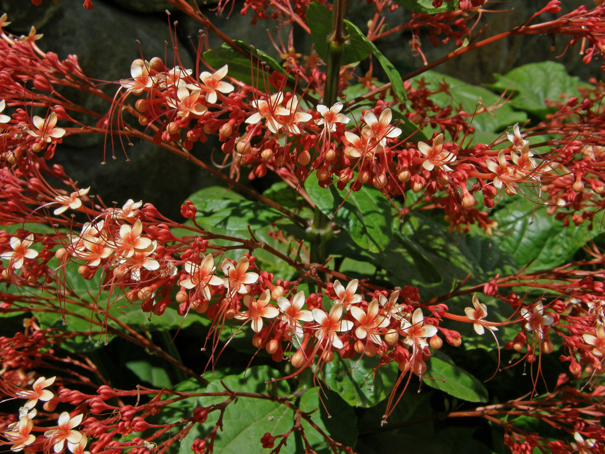 Clerodendrum paniculatum L.