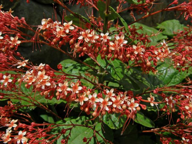 Clerodendrum paniculatum L.