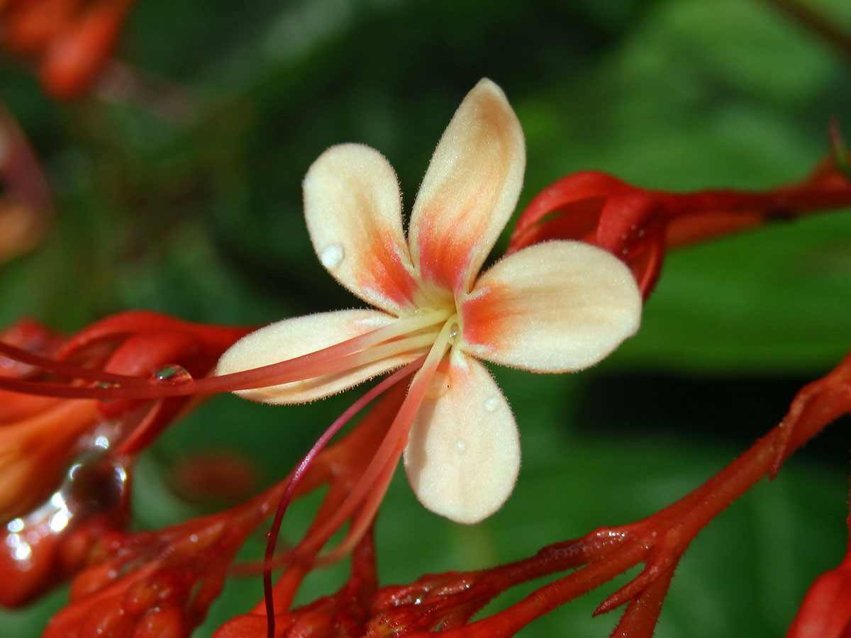 Clerodendrum paniculatum L.