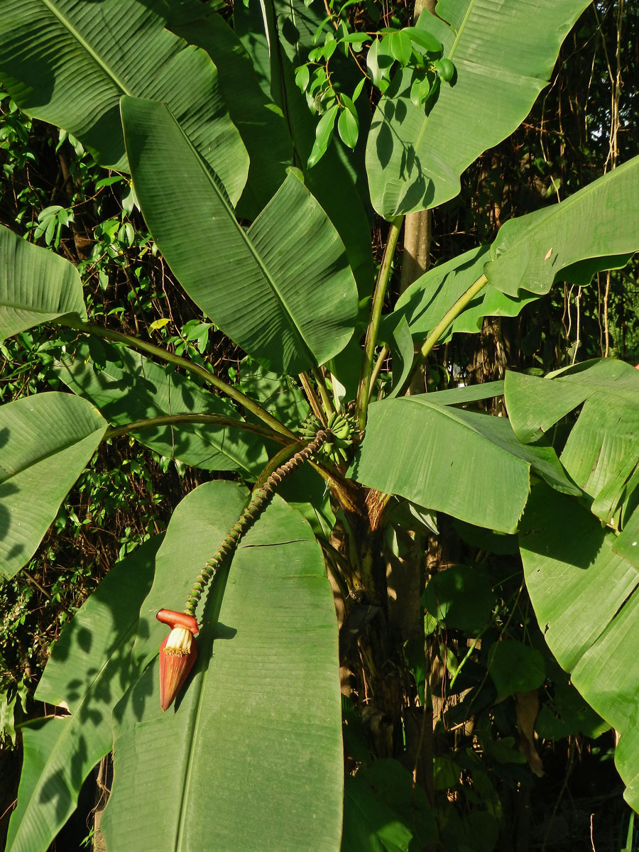 Banánovník (Musa acuminata Colla)