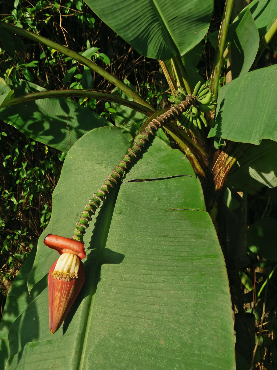 Banánovník (Musa acuminata Colla)