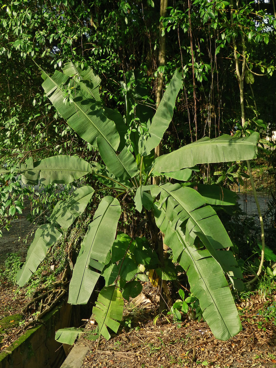 Banánovník (Musa acuminata Colla)