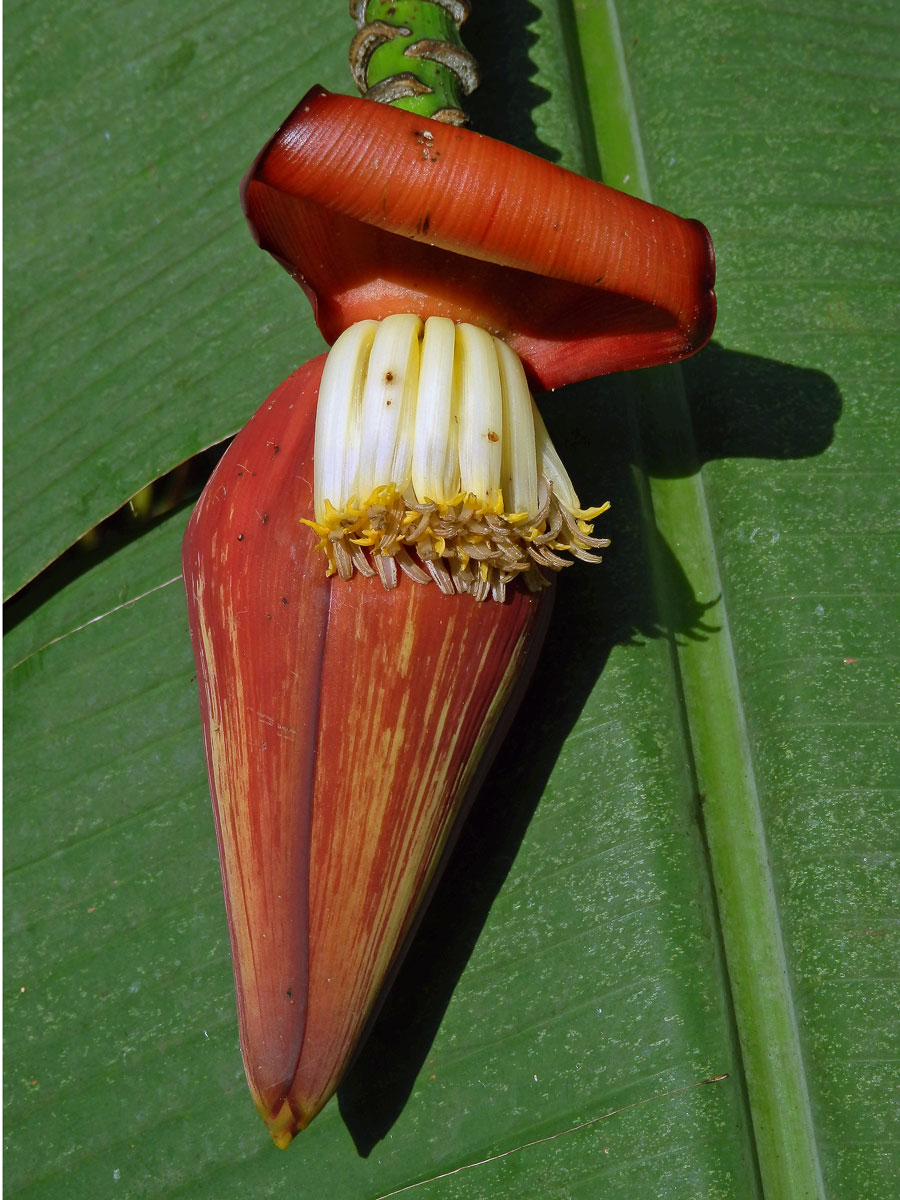 Banánovník (Musa acuminata Colla)