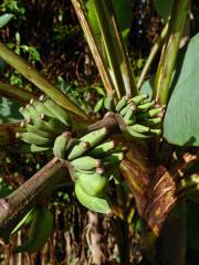 Banánovník (Musa acuminata Colla)