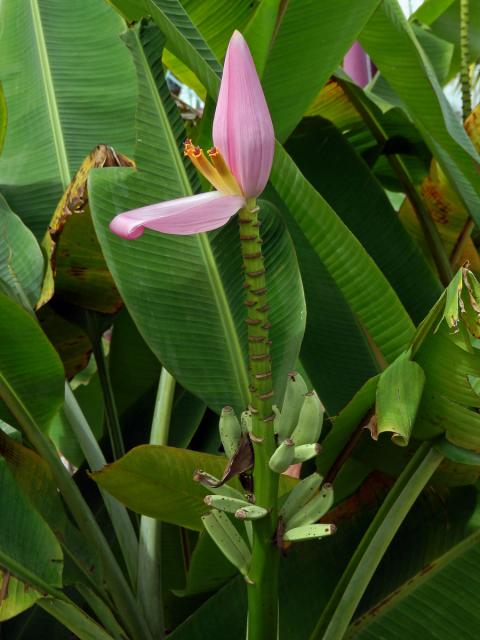 Banánovník (Musa ornata W. Roxb.)