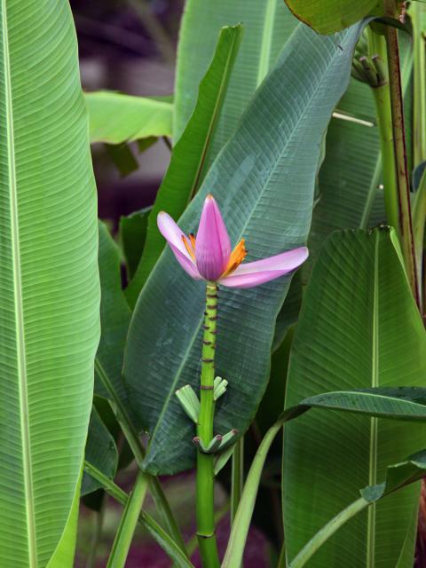 Banánovník (Musa ornata W. Roxb.)