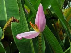 Banánovník (Musa ornata W. Roxb.)