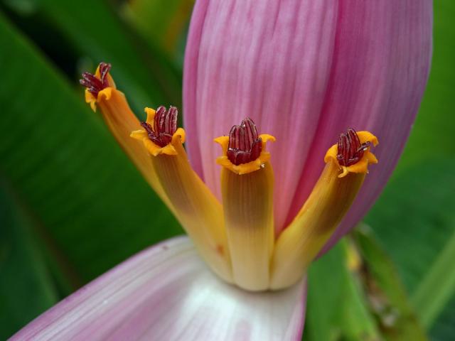 Banánovník (Musa ornata W. Roxb.)