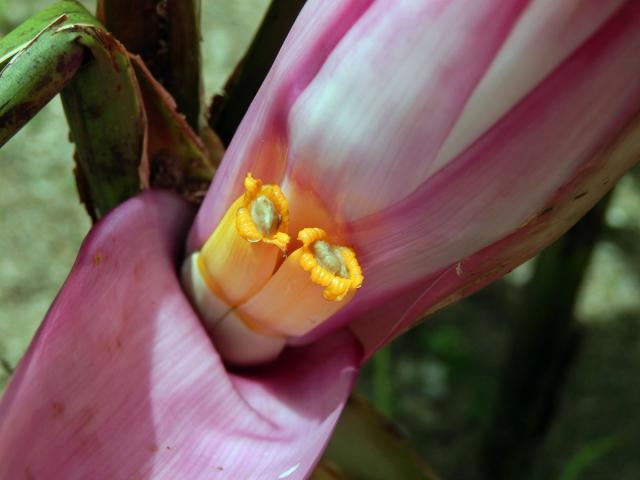 Banánovník (Musa ornata W. Roxb.)