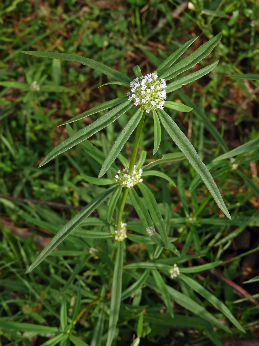 Hedyotis verticillata (L.) Lam.