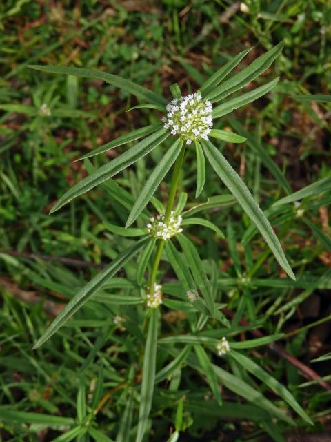 Hedyotis verticillata (L.) Lam.