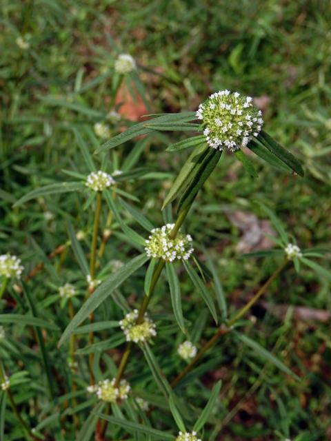 Hedyotis verticillata (L.) Lam.