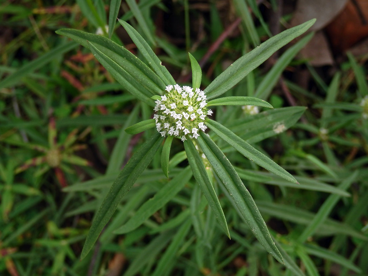 Hedyotis verticillata (L.) Lam.