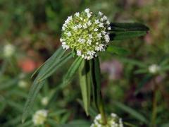 Hedyotis verticillata (L.) Lam.