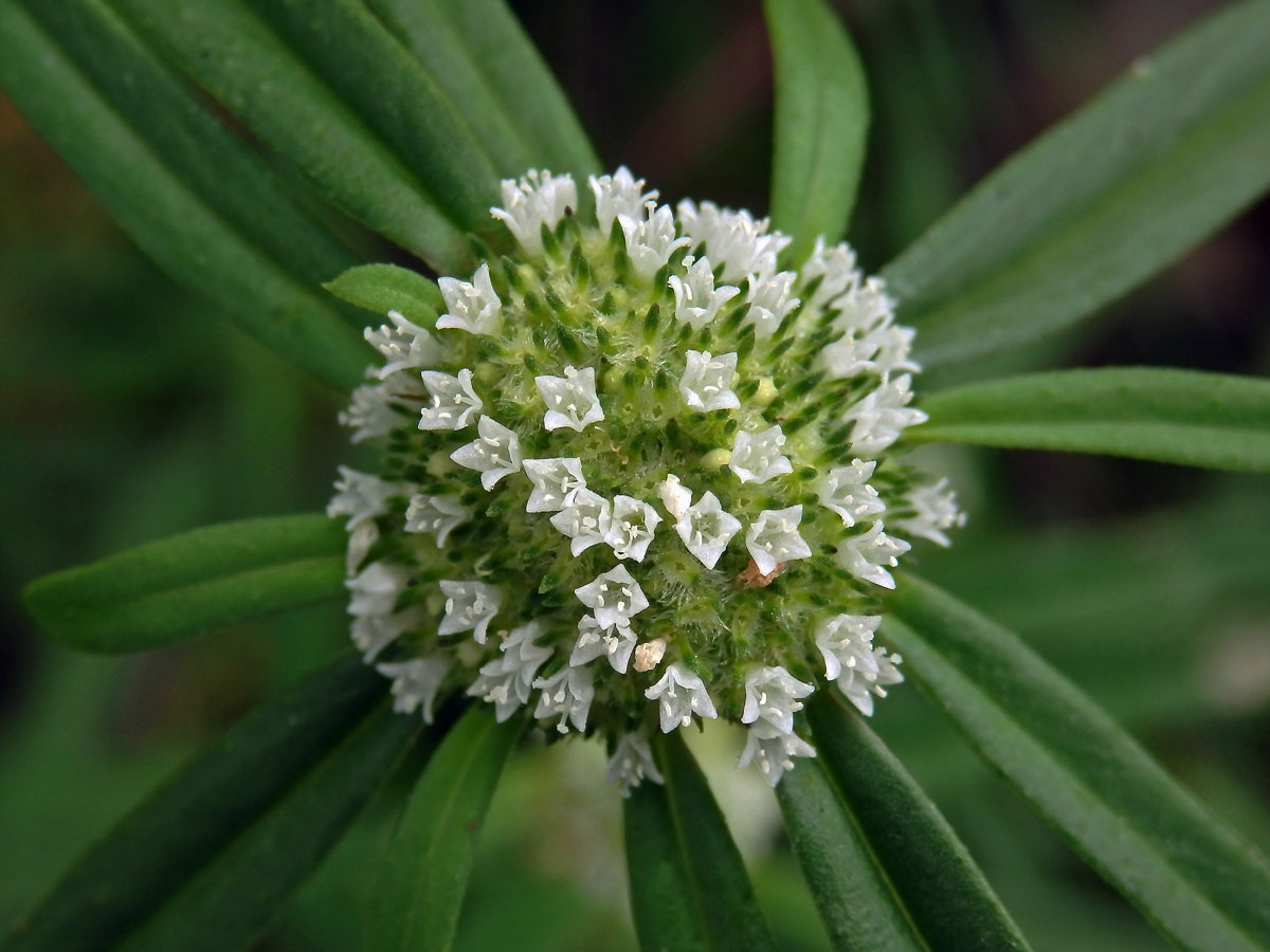 Hedyotis verticillata (L.) Lam.