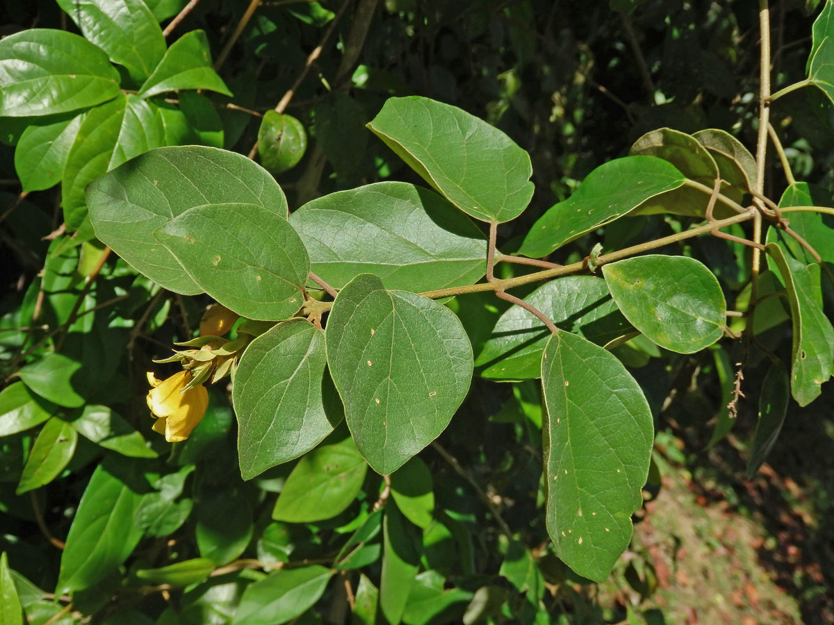 Gmelina asiatica L.