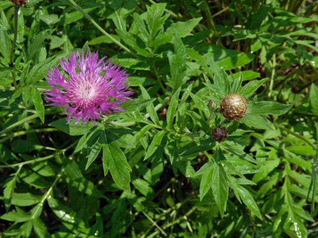 Chrpa bělavá (Centaurea dealbata Willd.)