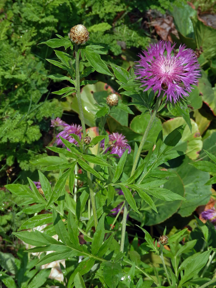 Chrpa bělavá (Centaurea dealbata Willd.)