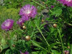 Chrpa bělavá (Centaurea dealbata Willd.)