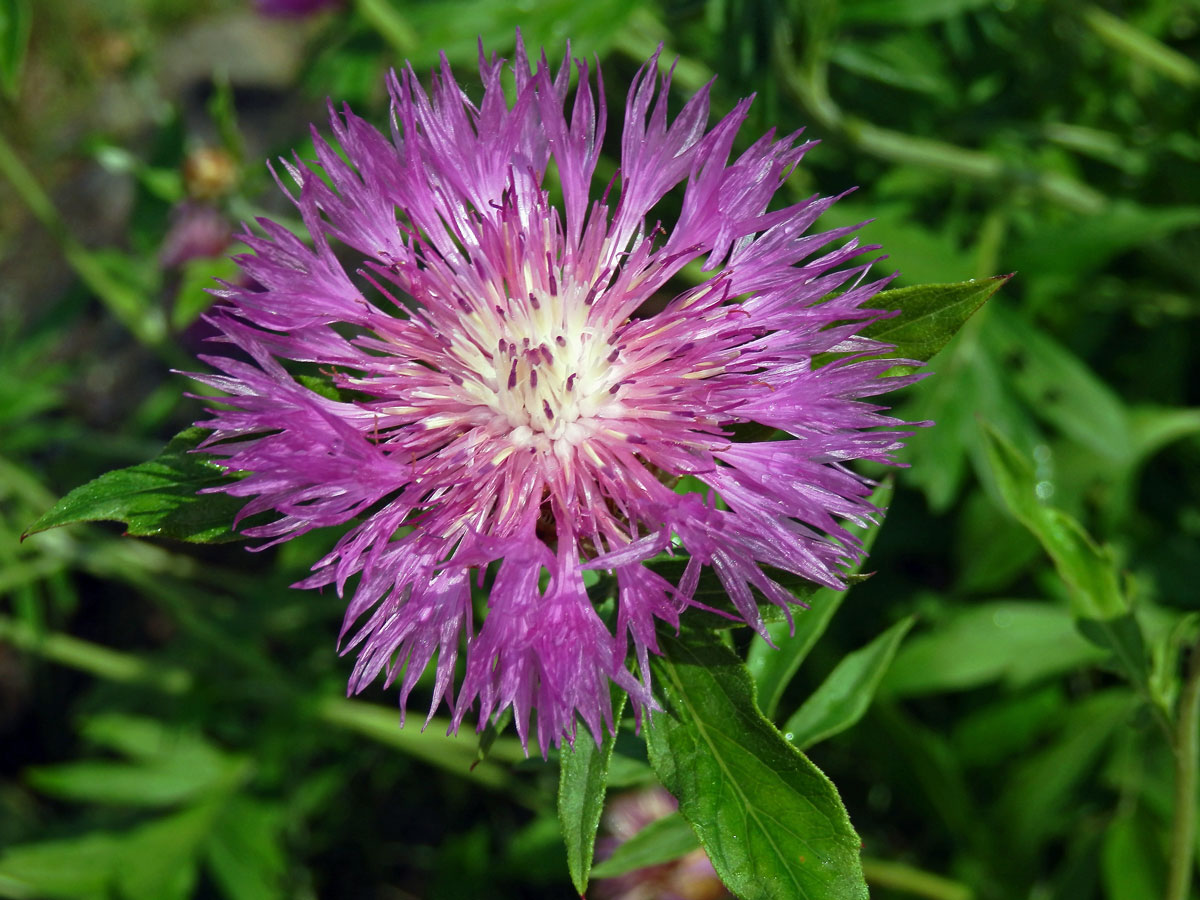 Chrpa bělavá (Centaurea dealbata Willd.)