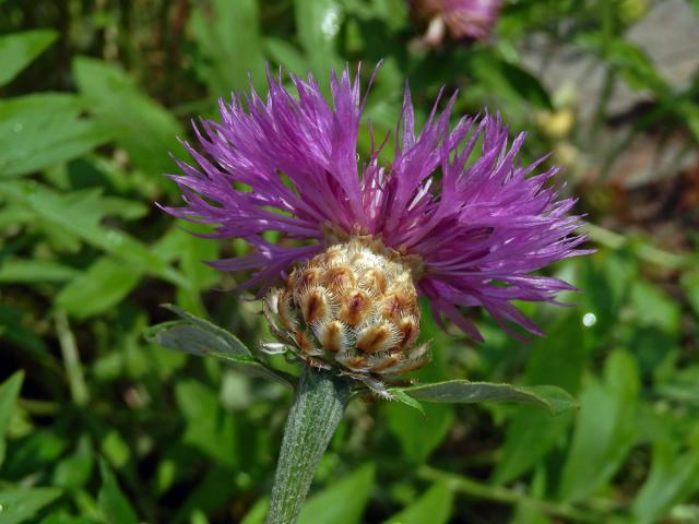 Chrpa bělavá (Centaurea dealbata Willd.)