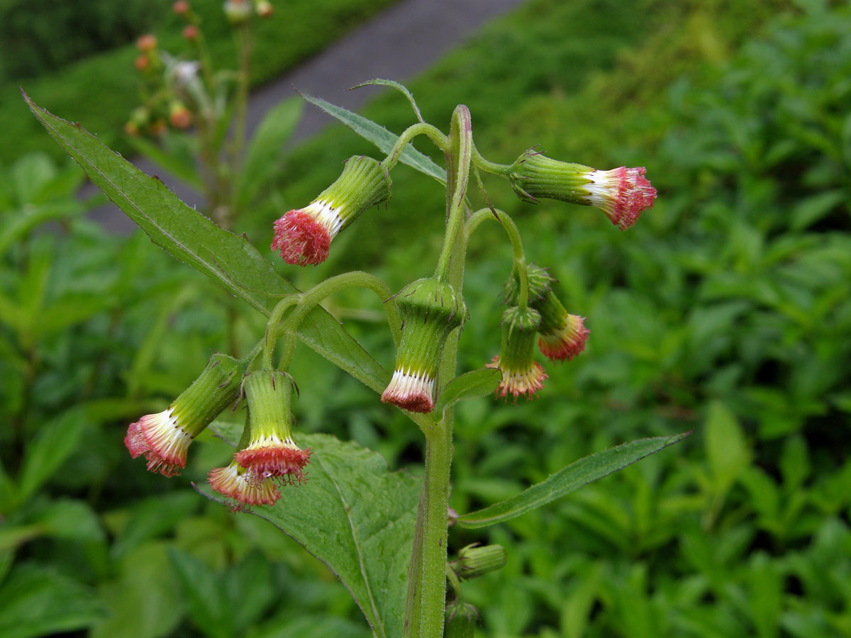 Crassocephalum crepidioides (Benth.) S. Moore