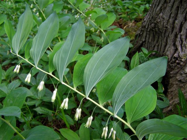 Kokořík mnohokvětý (Polygonatum multiflorum (L.) All.)