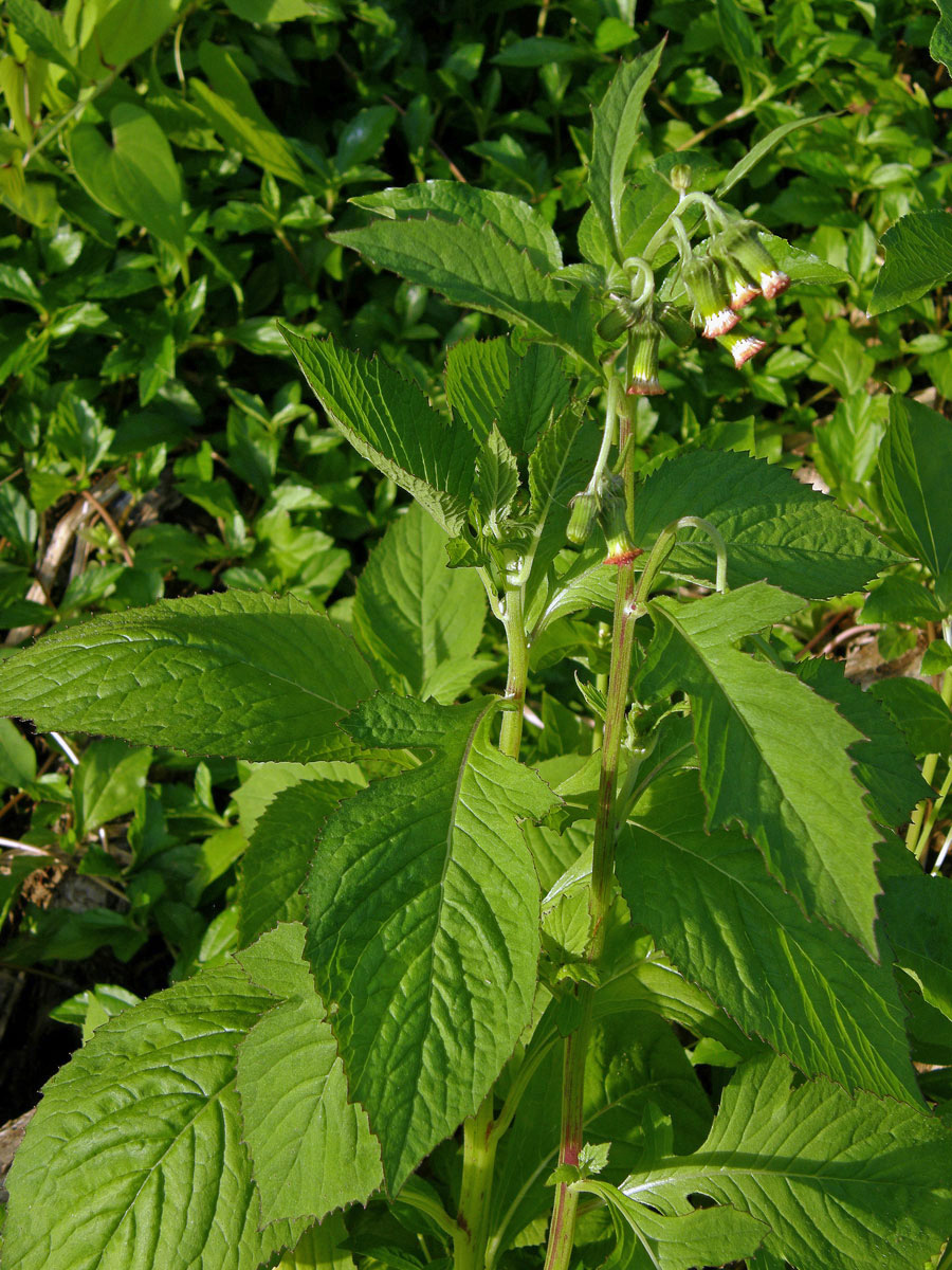 Crassocephalum crepidioides (Benth.) S. Moore