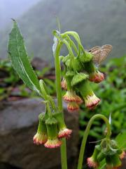 Crassocephalum crepidioides (Benth.) S. Moore