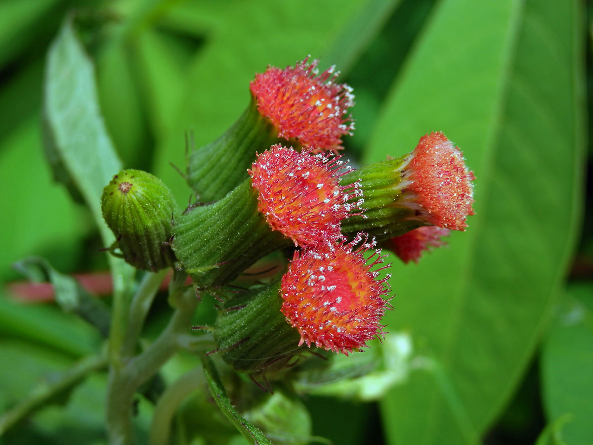 Crassocephalum crepidioides (Benth.) S. Moore