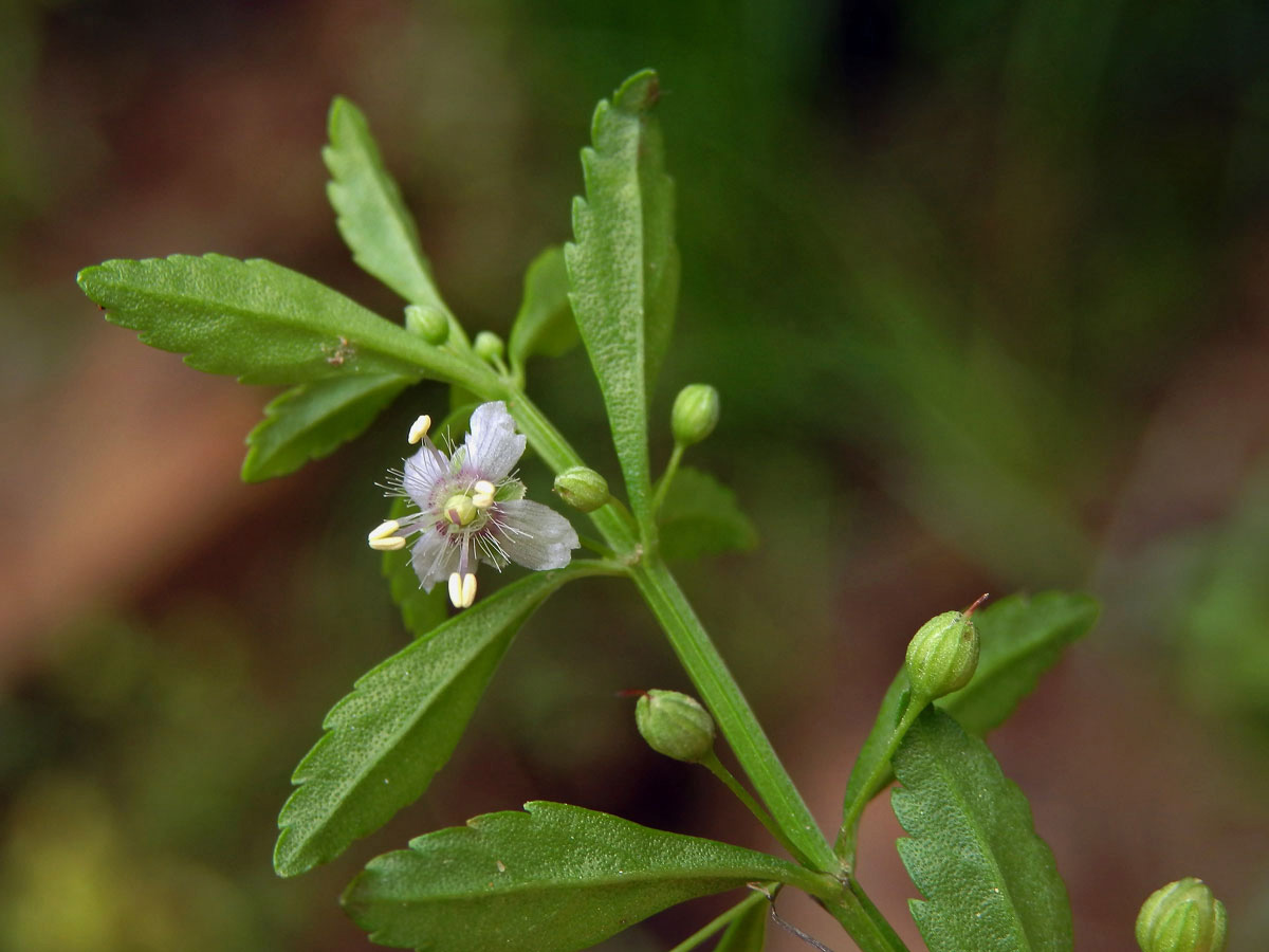 Scoparia dulcis L.