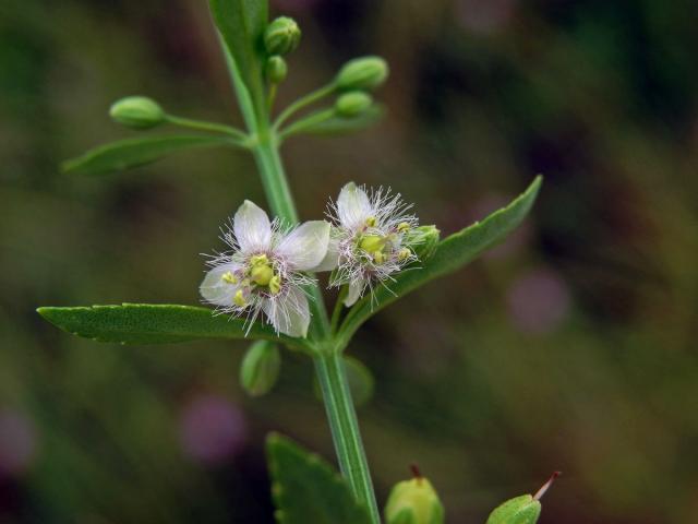 Scoparia dulcis L.